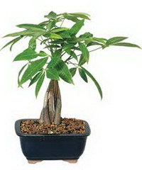 بونسای شاه بلوط